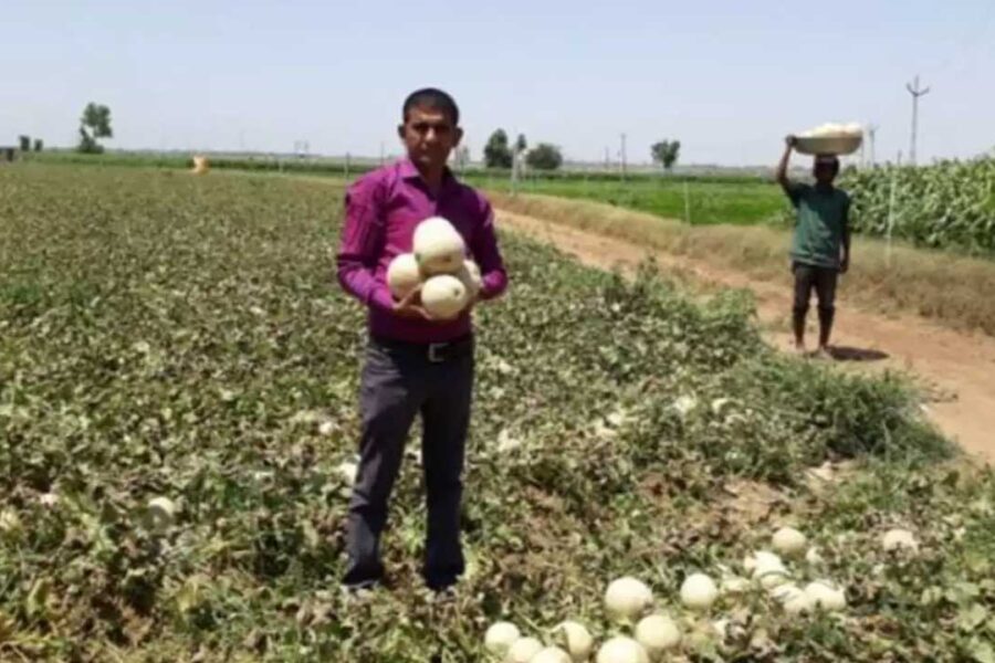 ગુજરાતના ખેડૂતનો કમાલ – આ ખેતીમાં એક લાખનો ખર્ચ અને 21 લાખની આવક